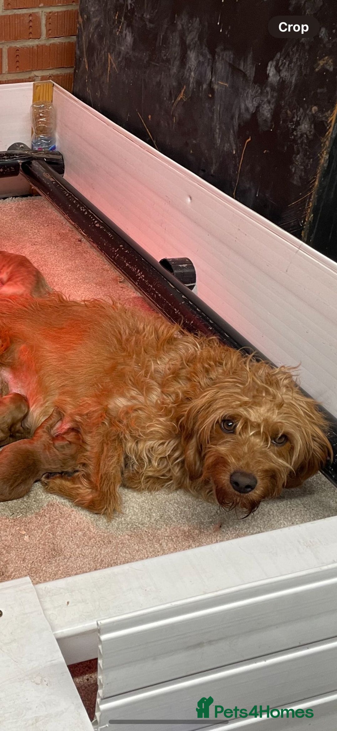 Labradoodle dogs for sale: F1b fox red labradoodle  - Image 7