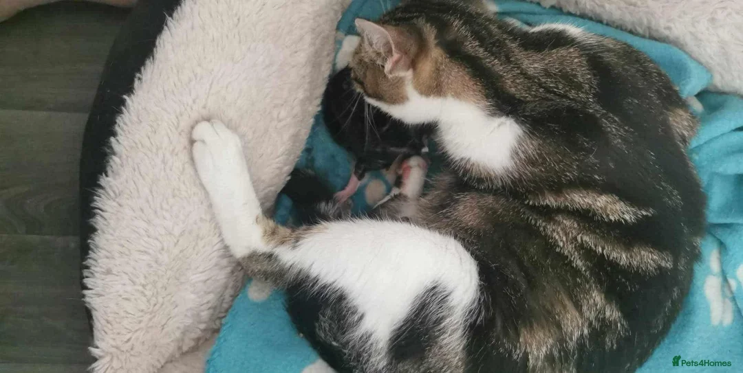 Mixed Breed cats for sale: Kittens:) - Advert 2