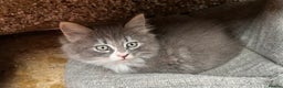 Norwegian Forest Cat cats for sale: 7 Exceptionally beautiful Norwegian Forest kittens - Advert 36