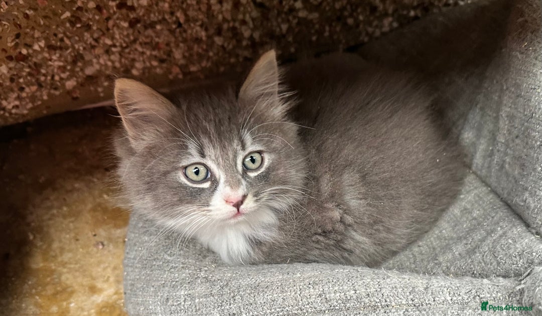 Norwegian Forest Cat cats for sale: 7 Exceptionally beautiful Norwegian Forest kittens - Advert 36