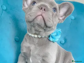 French Bulldog dogs 🐶ADORABLE PUPPIES🐶 - Advert 1