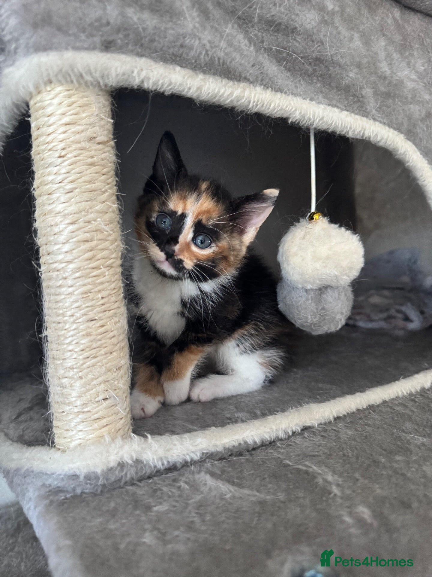 Mixed Breed cats Kittens 🐱  - Advert 16