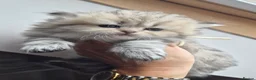 British Longhair cats for sale: Black Golden Registered  - Advert 8