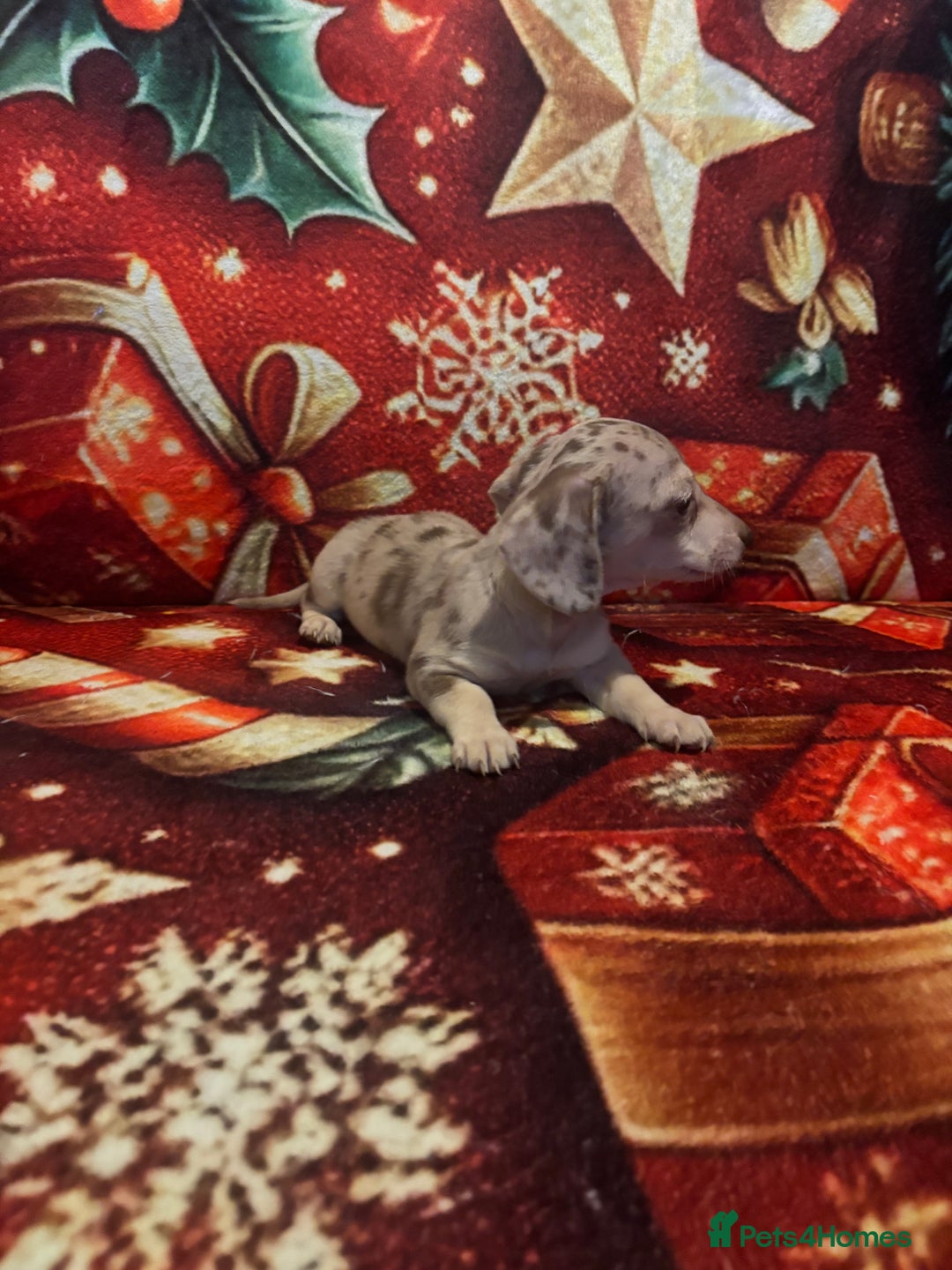 Miniature Dachshund dogs for sale: Miniature Dachshund puppy ,Ready  - Advert 2