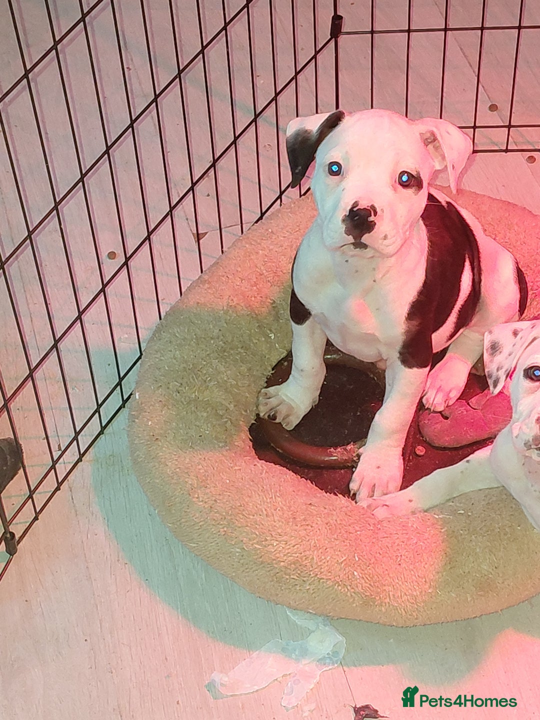 Mixed Breed dogs for sale: Boxer ballmastiff x pups - Advert 4