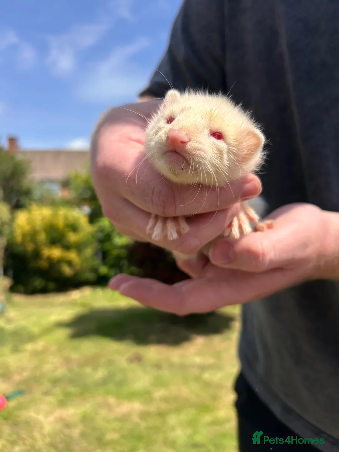 Ferret rodents for sale: Ferrets for sale boys and girls in Newton Aycliffe - Advert 11