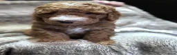 Cockapoo dogs for sale: Adorable Cockapoo Puppies – Family Raised - Advert 7