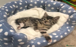 Mixed Breed cats for sale: Lovely kittens 8 weeks old  - Image 8