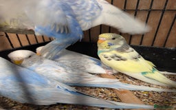 Budgerigars birds for sale: Baby budgies and starter cage  - Image 18