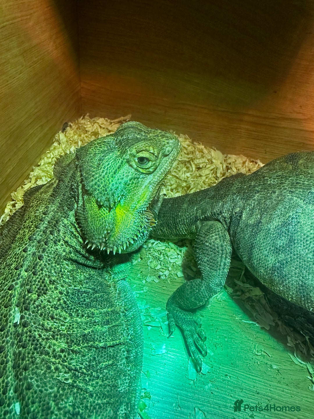 Bearded Dragon reptiles for sale: Two mature female breaded dragons.  - Image 4