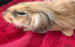 Lionhead rabbits for sale: Female rabbit  - Image 2