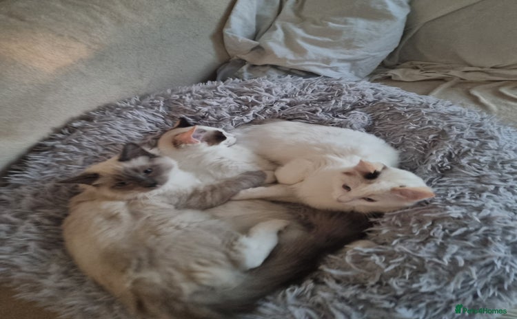 Ragdoll cats - Advert 12