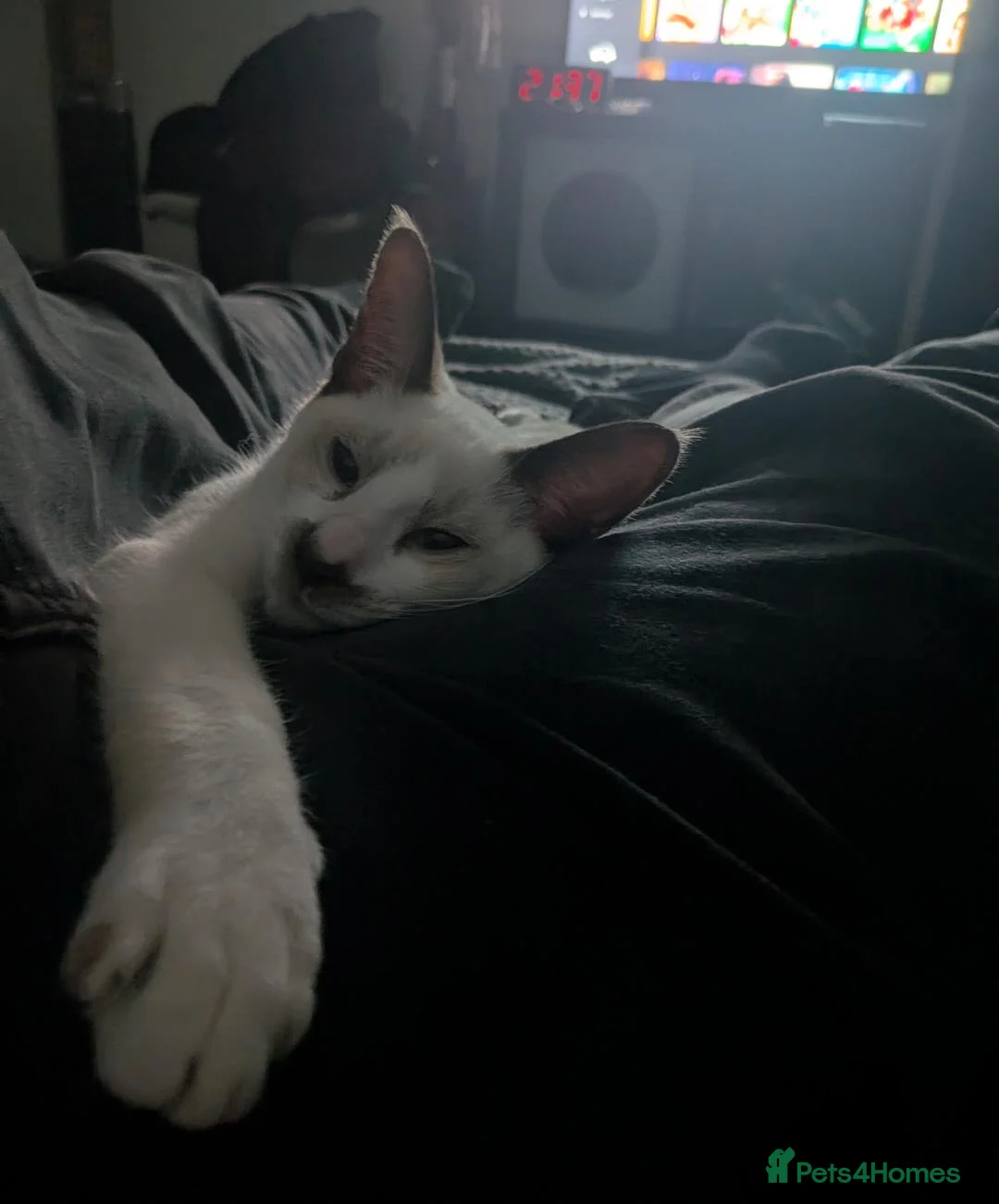 Siamese cats for sale: Simease kitten for sale - Advert 2