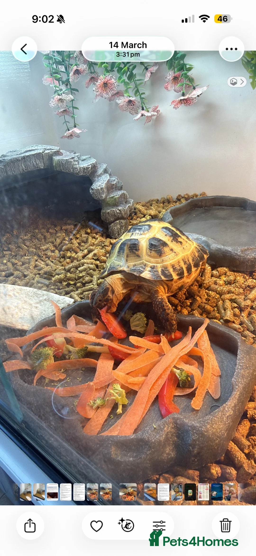 Hermann Tortoise reptiles for sale: Tortoise for sale including enclosure  - Advert 2