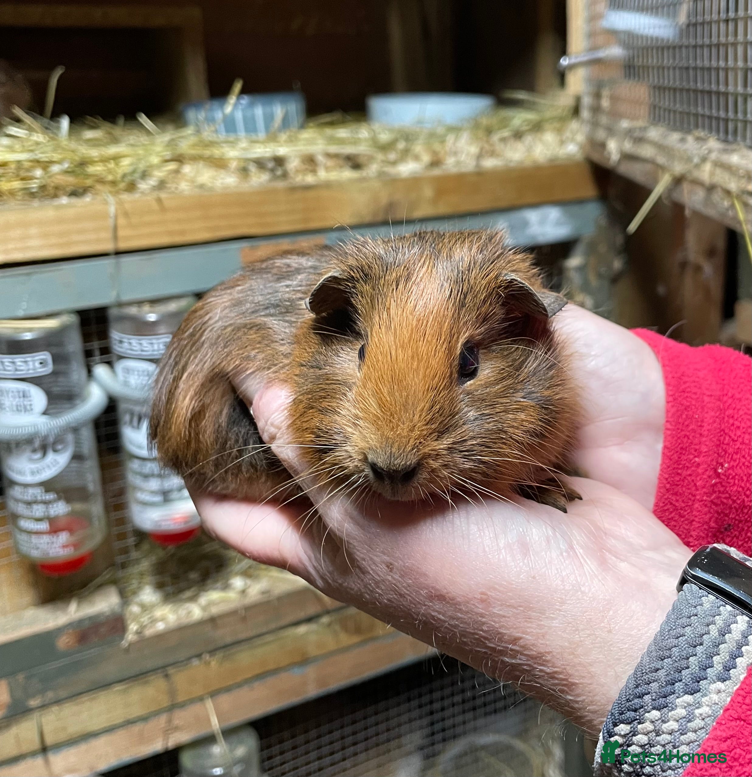 Guinea Pig rodents BONDED PAIRS OF GUINEA PIG BABIES  - Advert 19