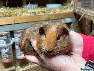Guinea Pig rodents BONDED PAIRS OF GUINEA PIG BABIES - Advert 15
