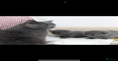 Brazilian Shorthair cats - Advert 13