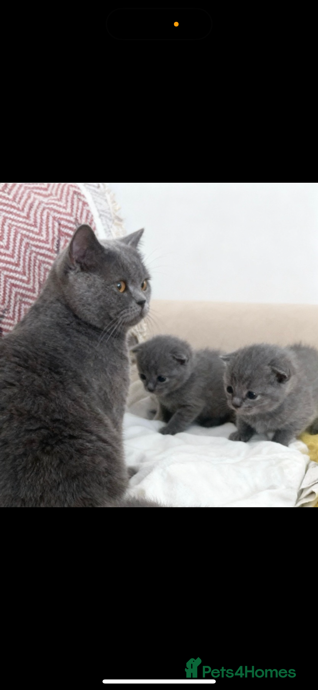 Brazilian Shorthair cats for sale: British short hair x Russian blue  kitten  - Image 2