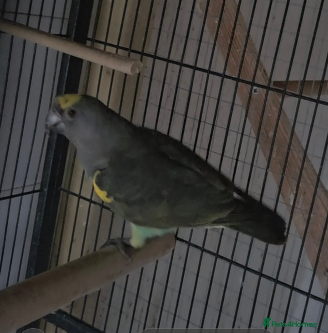 Parrots birds for sale: Meyers parrot - Advert 4