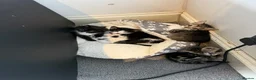 Mixed Breed cats for sale: Kittens for sale  in Bacup - Advert 7