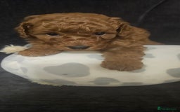 Toy Poodle dogs for sale: Deep red gorgeous Toy poodle boy - Image 2