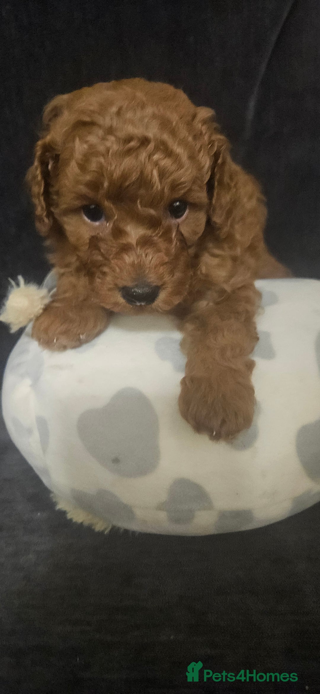 Toy Poodle dogs for sale: Deep red gorgeous Toy poodle boy - Image 2