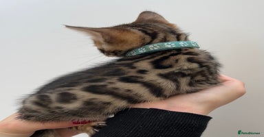 Bengal cats - Advert 2