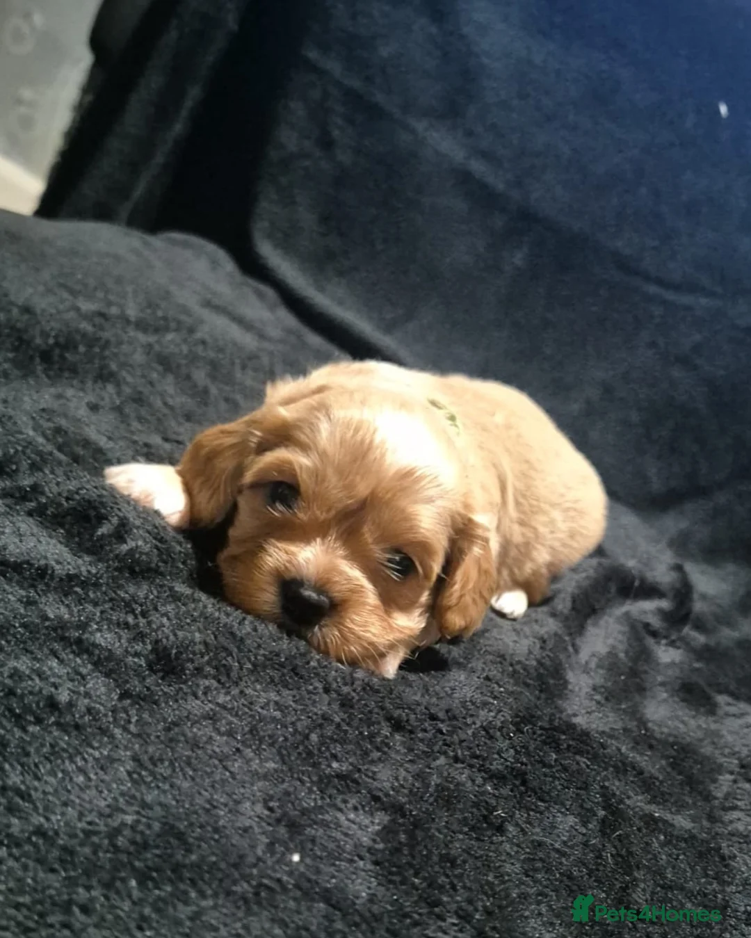 Cava Tzu dogs for sale: Cava-Tzu pups - Advert 7