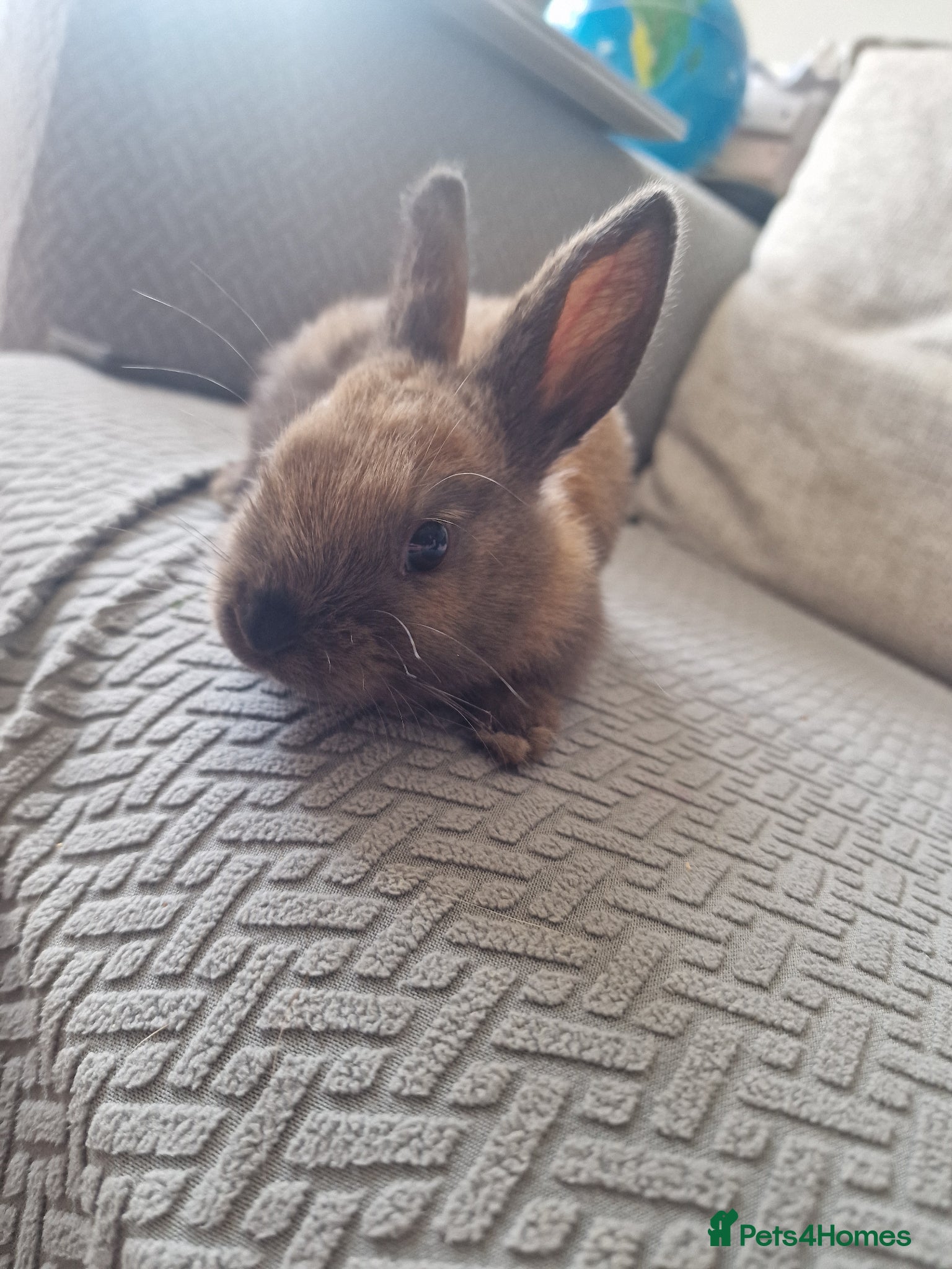 Mixed Breed rabbits Brown bunny - Advert 1