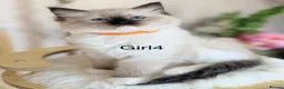 Ragdoll cats for sale: Stunning  European bloodline Ragdoll kittens  - Advert 26