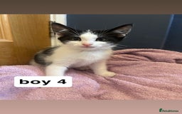 British Shorthair cats for sale: 6 kittens for sale  - Image 15