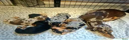 Miniature Dachshund dogs for sale: 🐾KC Silver Dapple - Elite Show Lines - 2.2% COI🐾 - Advert 8