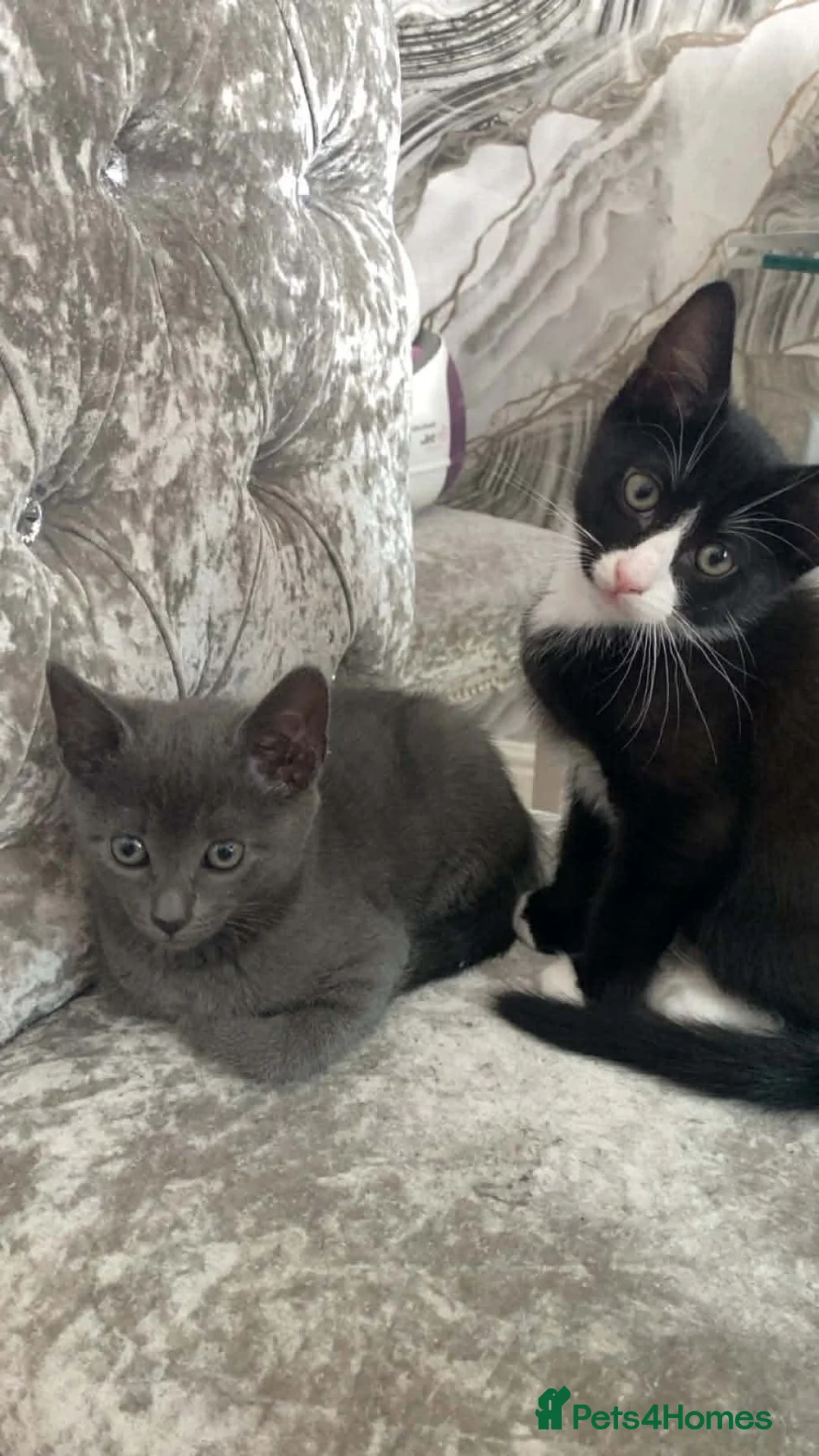 Tibetan cats for sale: Lukas  in Nottingham - Advert 2