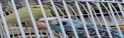 Budgerigars birds for sale: 2 female budgies, 1 yellow,   in Castleford - Advert 3