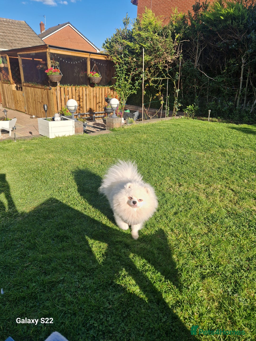 Pomeranian dogs for sale: Pomeranian  - Image 8