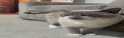 Siamese cats for sale: Siamese Ragdoll cat 4-5 years old  - Advert 2