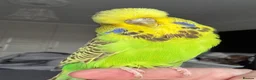 Budgerigars birds for sale: Super Tame Stunning Female Exhibition Budgie  - Advert 1