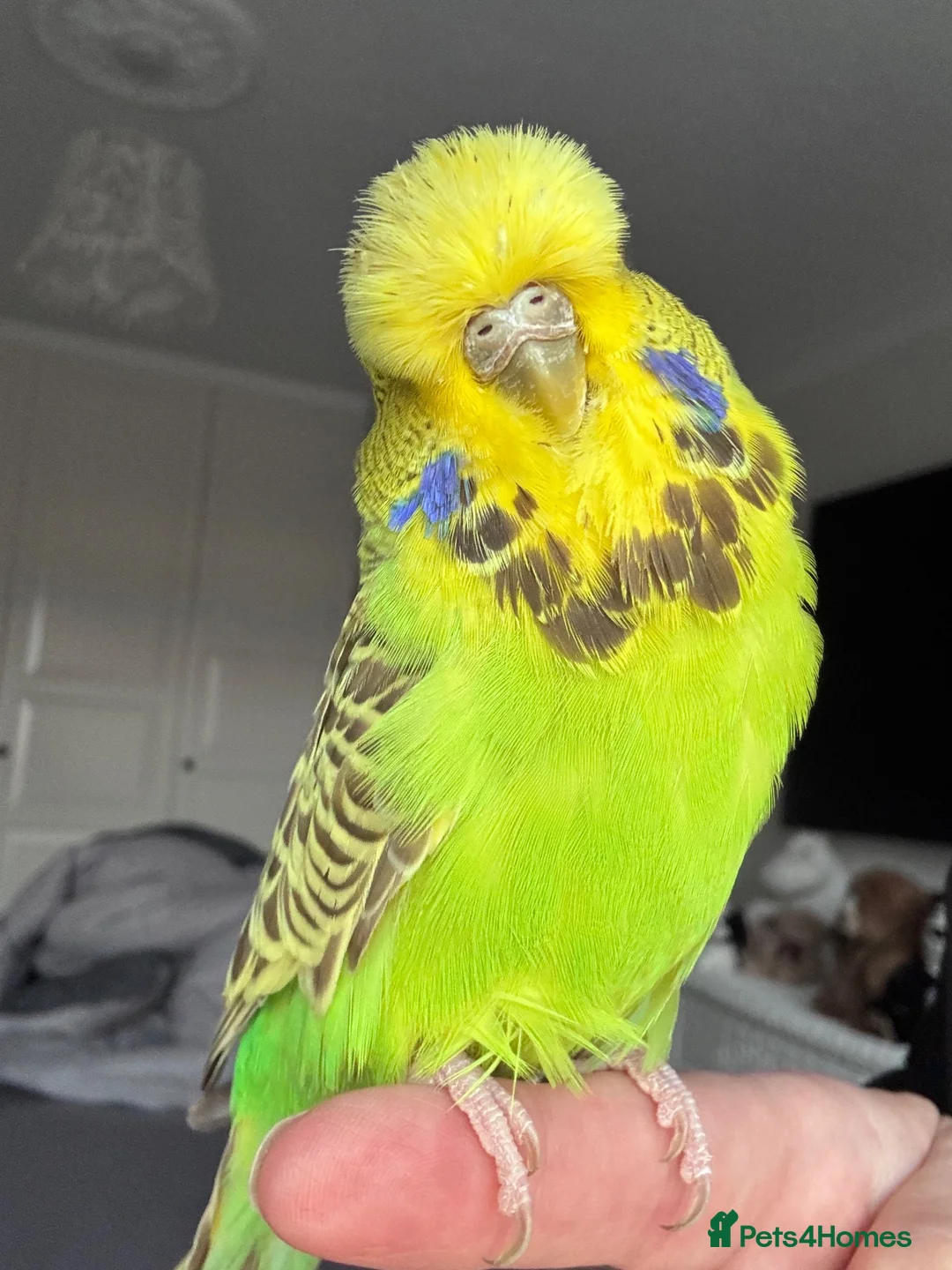 Budgerigars birds for sale: Super Tame Stunning Female Exhibition Budgie  - Advert 1