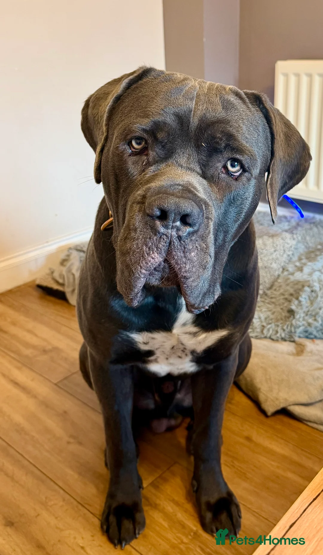 Cane Corso dogs for sale: 💙Cane Corso Boy Seeking Experienced,Loving Home💙 - Advert 3
