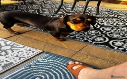 Mixed Breed dogs for sale: Miniature Dashund x  - Image 5
