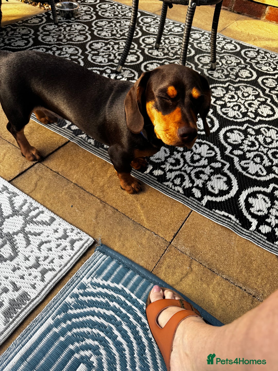 Mixed Breed dogs for sale: Miniature Dashund x  - Image 5