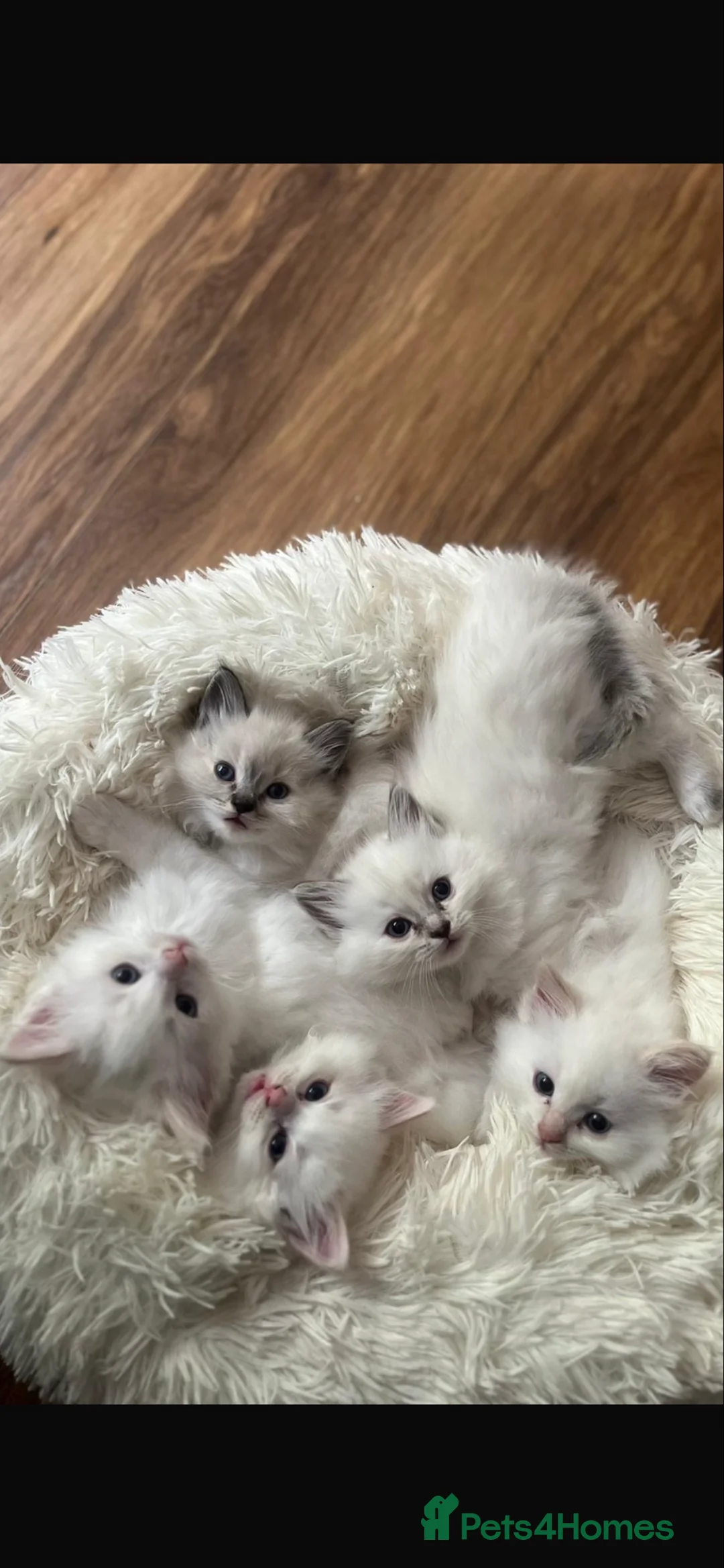 Ragdoll cats for stud: Seal Lynx Ragdoll Stud TICA in Colchester - Advert 5