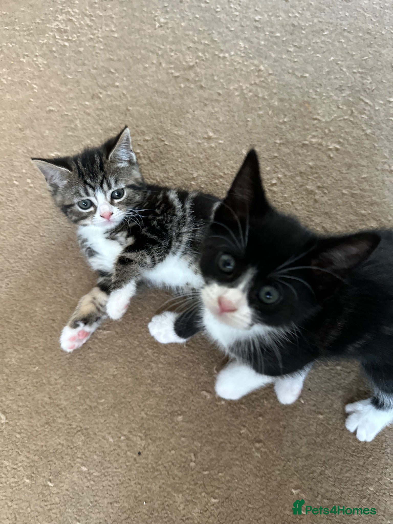 Domestic Shorthair cats 4 Kittens - Advert 1