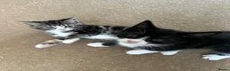 Domestic Shorthair cats for sale: 4 Kittens in Dunmow - Advert 1