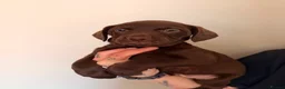 Mixed Breed dogs for sale: Frenchipoos - Advert 17