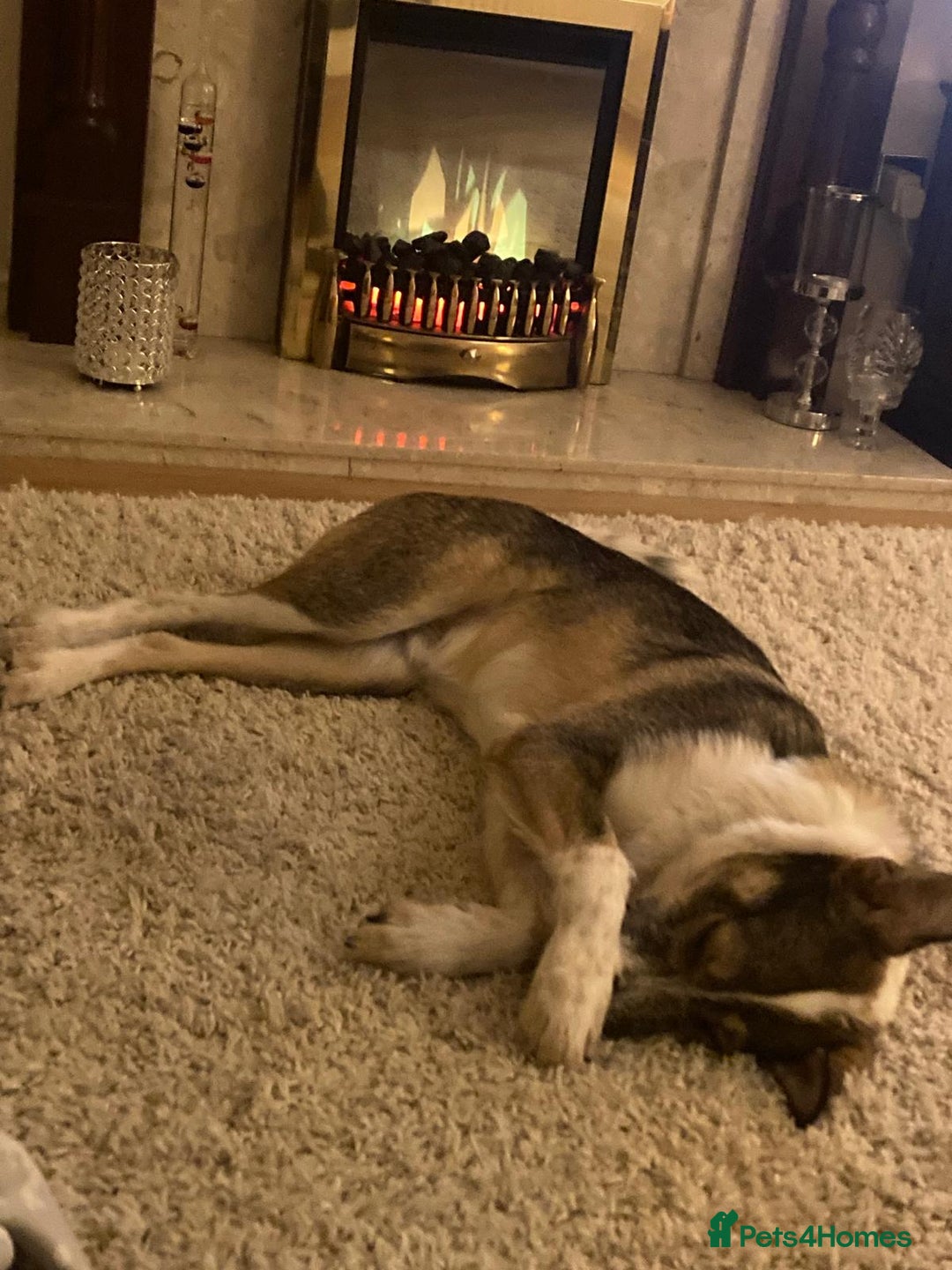 Mixed Breed dogs for adoption: 🐾💛 DIGBY – The Affectionate Big Softie! 💛🐾 - Advert 3