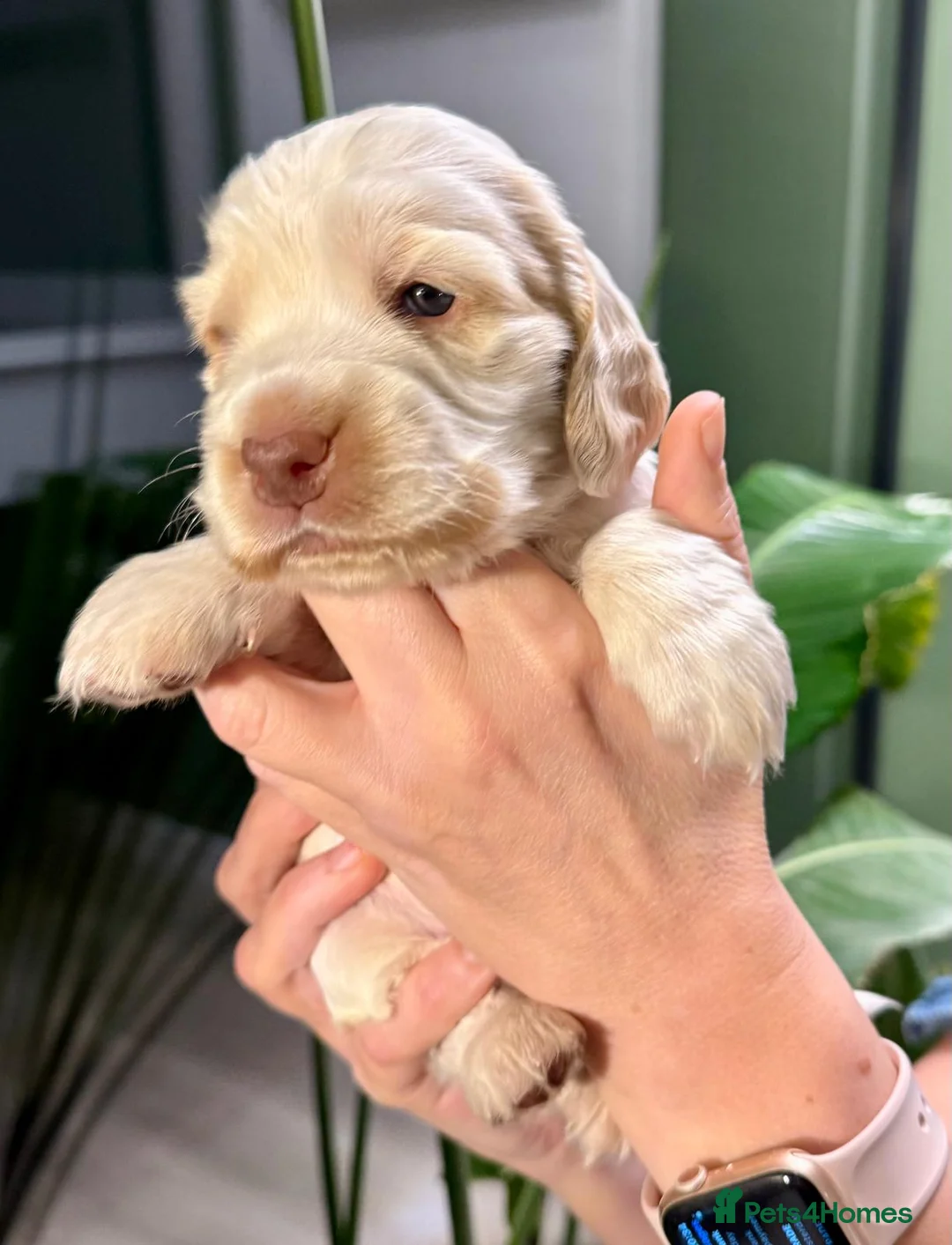 Cocker Spaniel dogs for sale: Gorgeous KC/Full Health Cocker Spaniel show type - Advert 31