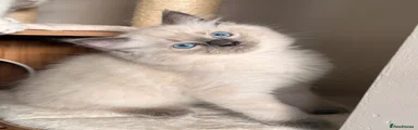 Ragdoll 3