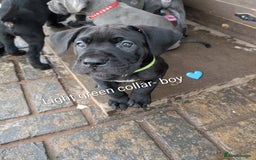 Cane Corso dogs for sale: Cane corso puppies.. - Image 10
