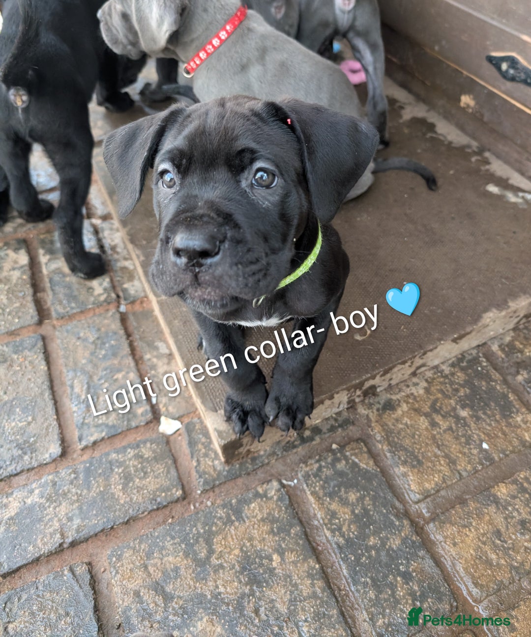Cane Corso dogs for sale: Cane corso puppies.. - Image 10